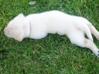 /album/fotos-recentes-/fotos-084-jpg/